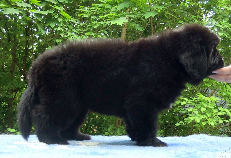 Фото: ньюфаундленд Фанньюф Балтика (Funnewf Baltica)
