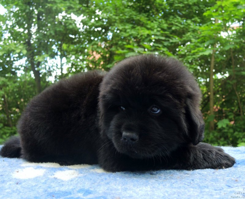 Фото: ньюфаундленд Фанньюф Балтика (Funnewf Baltica)