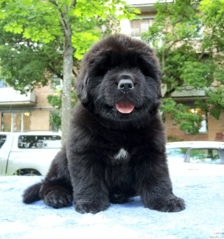 Фото: ньюфаундленд Фанньюф Балтика (Funnewf Baltica)