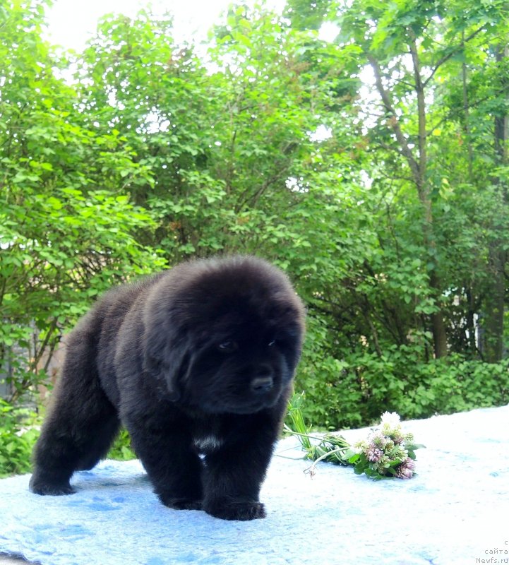 Фото: ньюфаундленд Фанньюф Балтика (Funnewf Baltica)