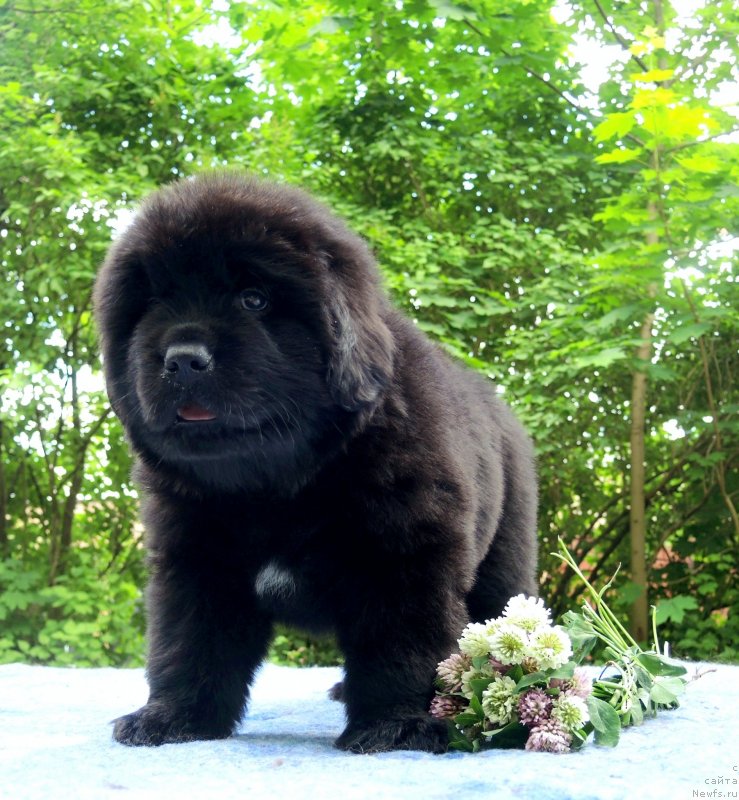 Фото: ньюфаундленд Фанньюф Балтика (Funnewf Baltica)