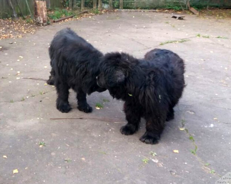 Фотография № 230336