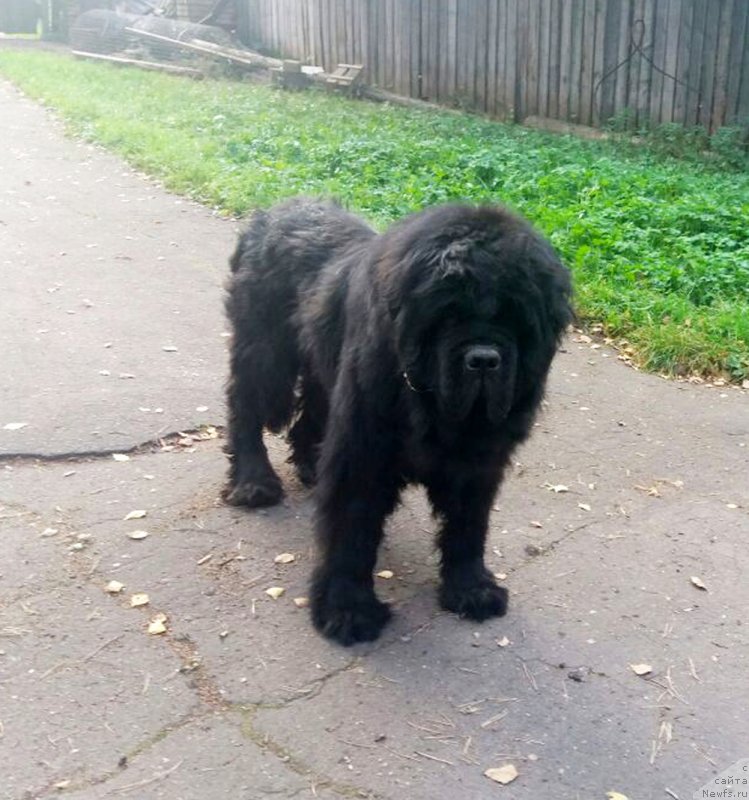 Фотография № 230337