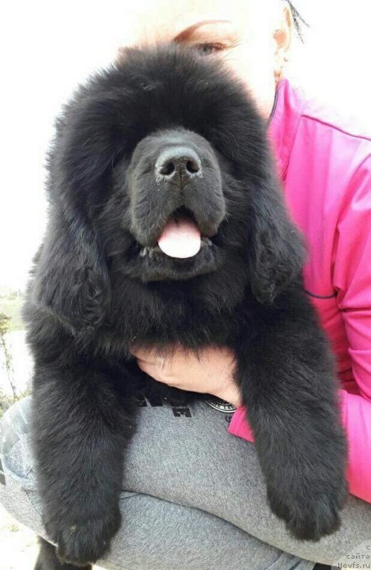 Фото: ньюфаундленд Люси Мод Монтгомери (Lucy Maud Montogomery)