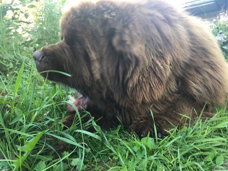 Фото: ньюфаундленд Браунблад МСК Велес Алистер (Brownblood MSK Veles Alister)