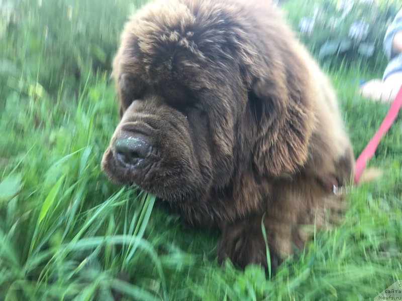 Фото: ньюфаундленд Браунблад МСК Велес Алистер (Brownblood MSK Veles Alister)