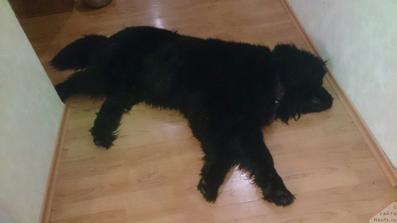 Фото: ньюфаундленд Прекрасный Принц из Коврова