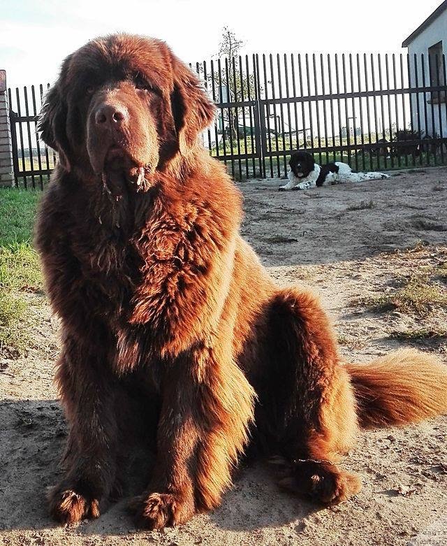 Фото: ньюфаундленд Браунблад МСК Армата Лойар Аид (Brownblood MSK Armata Loyar Aid)