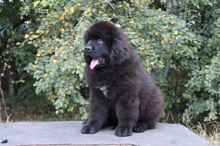 Фотография № 230348