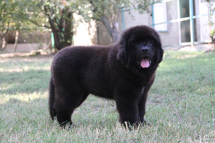 Фотография № 230351