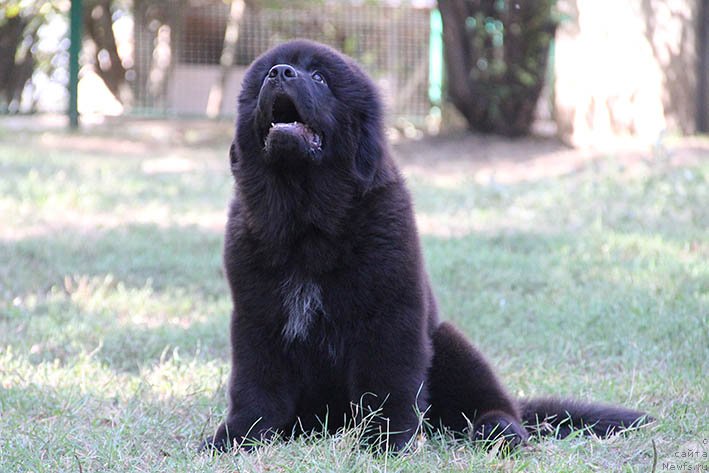 Фотография № 230352