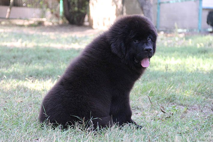 Фото: ньюфаундленд Награда с Берега Дона (Nagrada s Berega Dona)