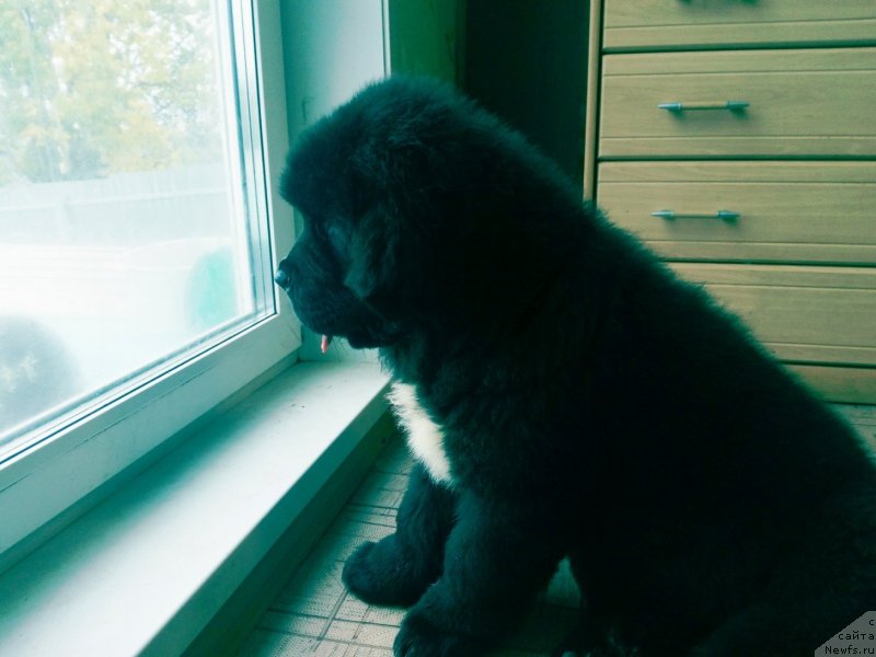 Фото: ньюфаундленд Джулия Орсо Орландо