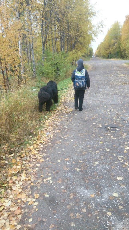 Фото: ньюфаундленд Прекрасный Принц из Коврова