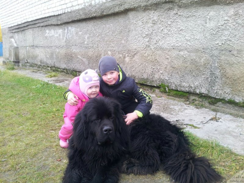 Фото: ньюфаундленд Прекрасный Принц из Коврова