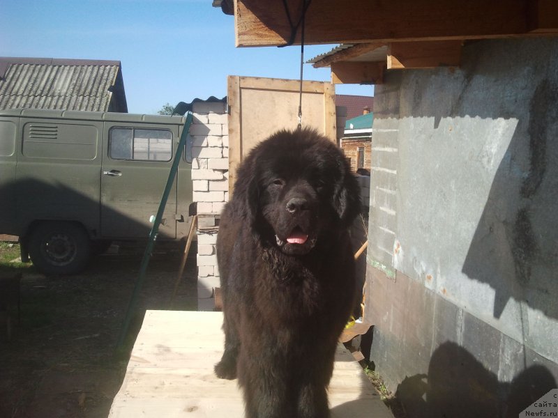 Фото: ньюфаундленд Олл Райт из Антаграда (All Right is Antagrada)