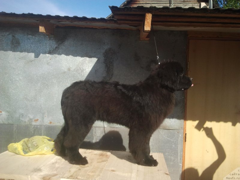 Фото: ньюфаундленд Олл Райт из Антаграда (All Right is Antagrada)