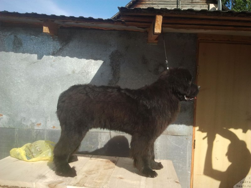 Фото: ньюфаундленд Олл Райт из Антаграда (All Right is Antagrada)