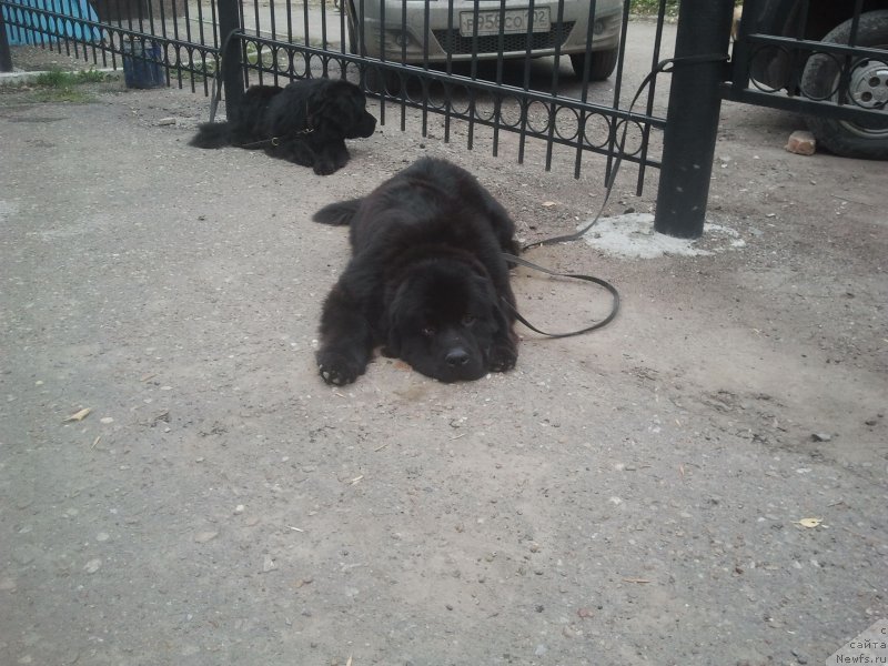 Фото: ньюфаундленд Олл Райт из Антаграда (All Right is Antagrada)