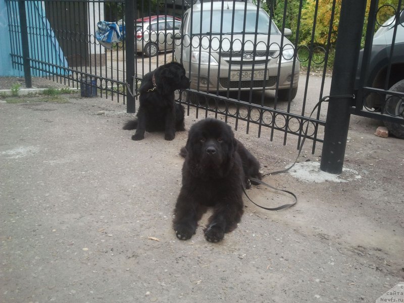 Фото: ньюфаундленд Олл Райт из Антаграда (All Right is Antagrada)