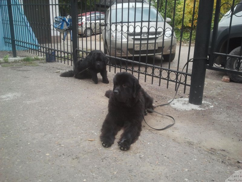 Фото: ньюфаундленд Олл Райт из Антаграда (All Right is Antagrada)