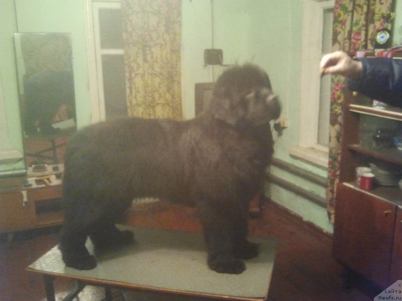 Фото: ньюфаундленд Олл Райт из Антаграда (All Right is Antagrada)