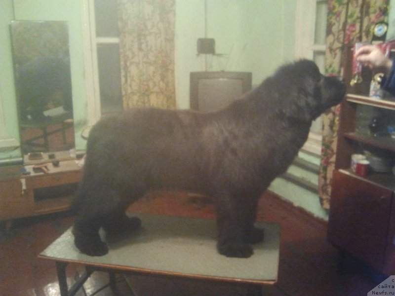 Фото: ньюфаундленд Олл Райт из Антаграда (All Right is Antagrada)