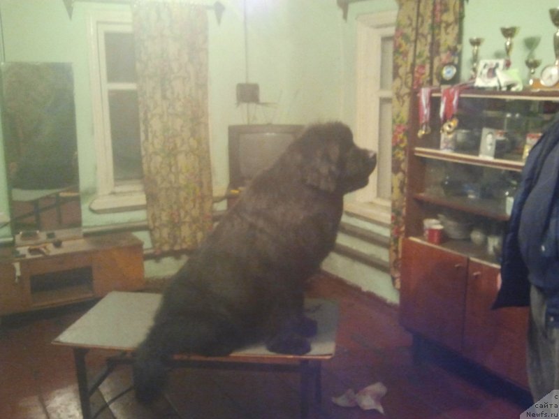 Фото: ньюфаундленд Олл Райт из Антаграда (All Right is Antagrada)