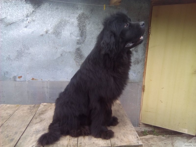 Фото: ньюфаундленд Олл Райт из Антаграда (All Right is Antagrada)