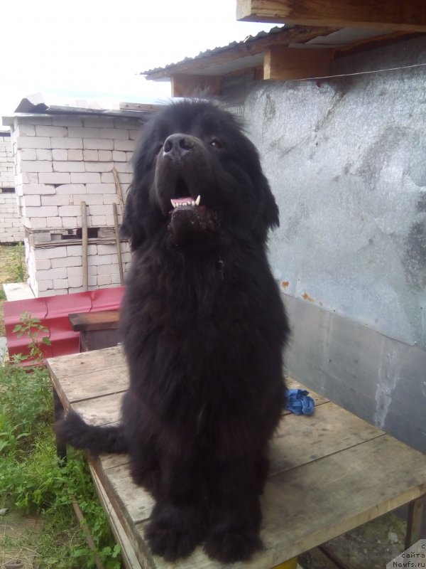 Фото: ньюфаундленд Олл Райт из Антаграда (All Right is Antagrada)