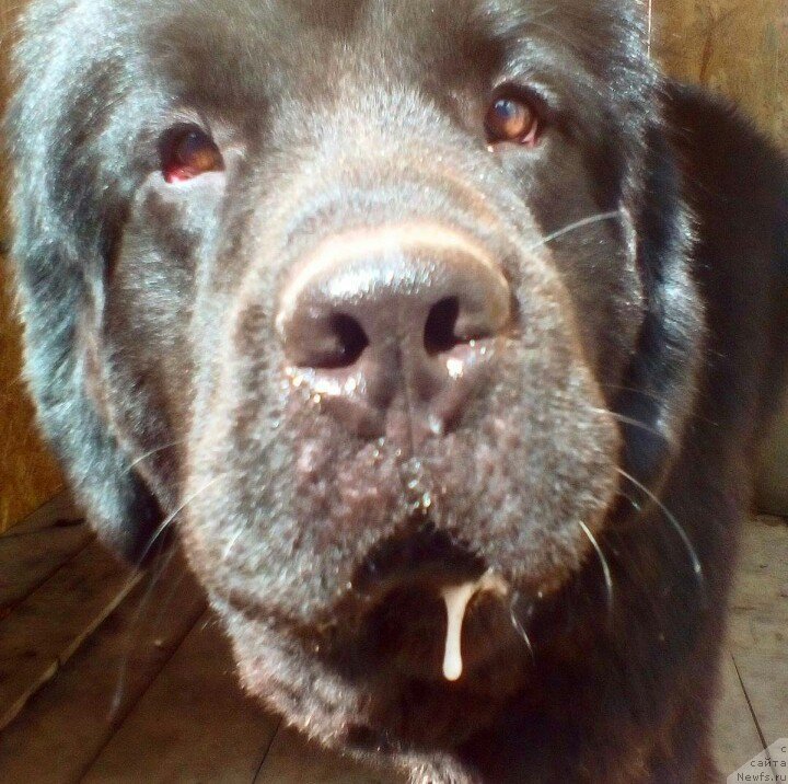 Фото: ньюфаундленд Олл Райт из Антаграда (All Right is Antagrada)