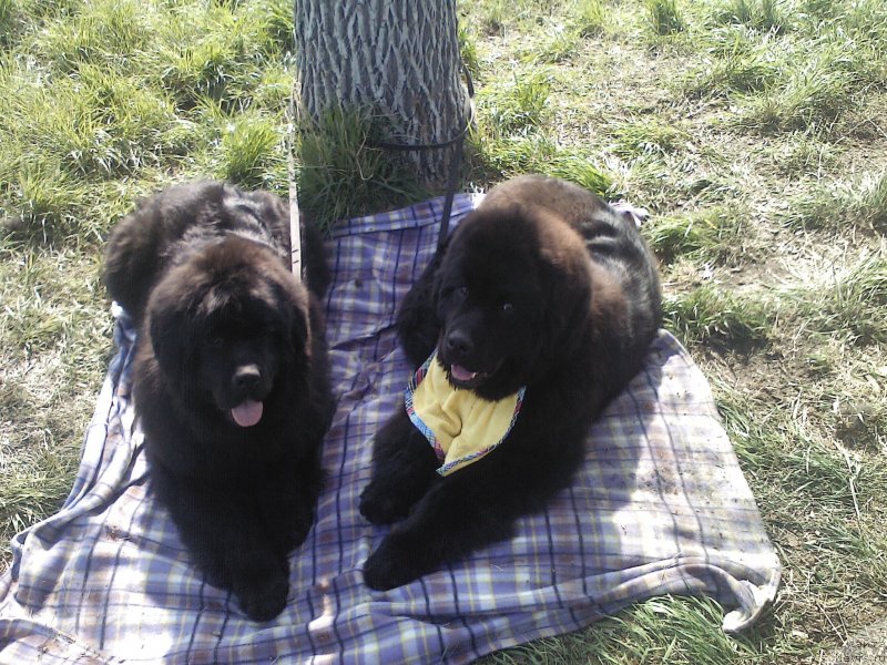 Фото: ньюфаундленд Олл Райт из Антаграда (All Right is Antagrada)