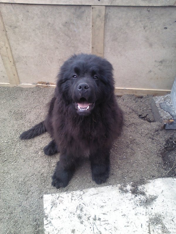 Фото: ньюфаундленд Олл Райт из Антаграда (All Right is Antagrada)