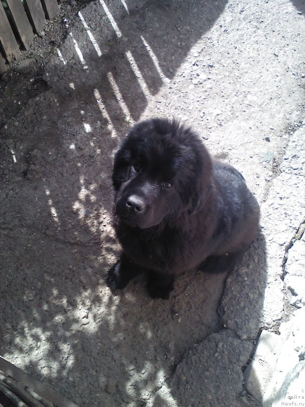 Фото: ньюфаундленд Олл Райт из Антаграда (All Right is Antagrada)