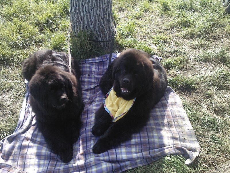 Фото: ньюфаундленд Олл Райт из Антаграда (All Right is Antagrada)