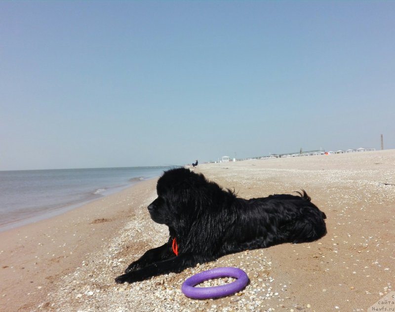 Фото: ньюфаундленд Черный Чанк с Берега Дона (Chernyj Chank s Berega Dona)