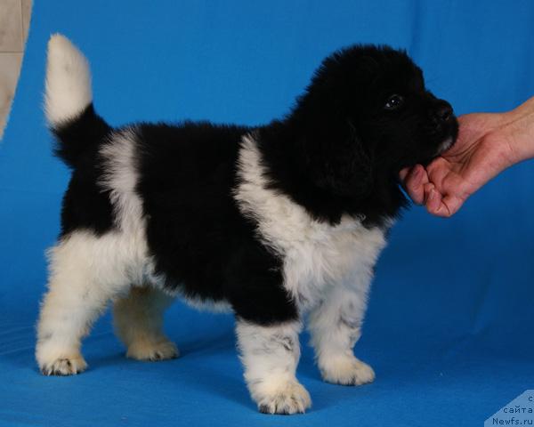 Фото: ньюфаундленд Надежда и Опора с Берега Дона (Nadezhda i Opora s Berega Dona)