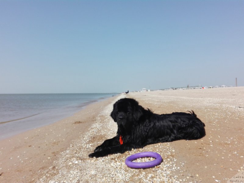 Фото: ньюфаундленд Черный Чанк с Берега Дона (Chernyj Chank s Berega Dona)
