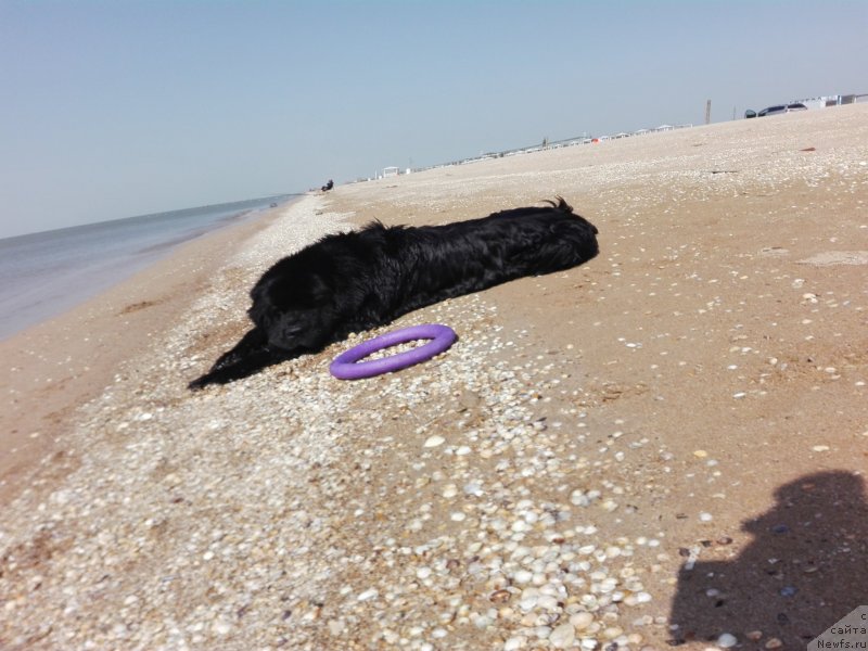 Фото: ньюфаундленд Черный Чанк с Берега Дона (Chernyj Chank s Berega Dona)