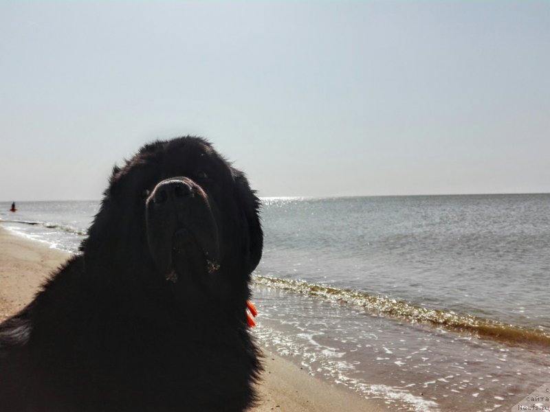 Фото: ньюфаундленд Черный Чанк с Берега Дона (Chernyj Chank s Berega Dona)