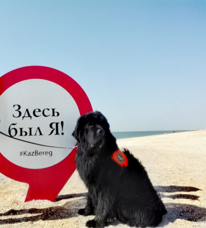 Фото: ньюфаундленд Черный Чанк с Берега Дона (Chernyj Chank s Berega Dona)