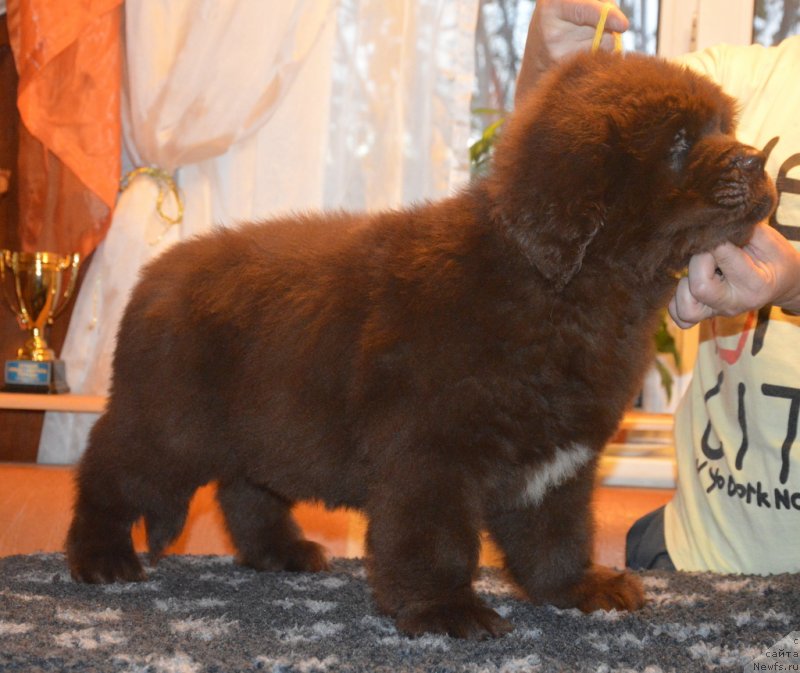 Фото: ньюфаундленд C'Нежная Вьюга Глоуинг Харт (S'Nezhnaya Vjuga Glowing Hart)