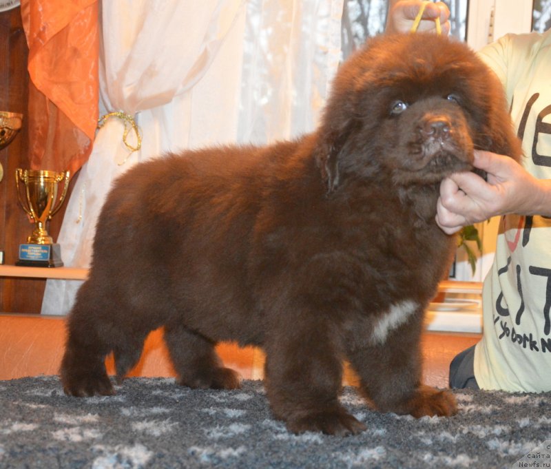 Фото: ньюфаундленд C'Нежная Вьюга Глоуинг Харт (S'Nezhnaya Vjuga Glowing Hart)