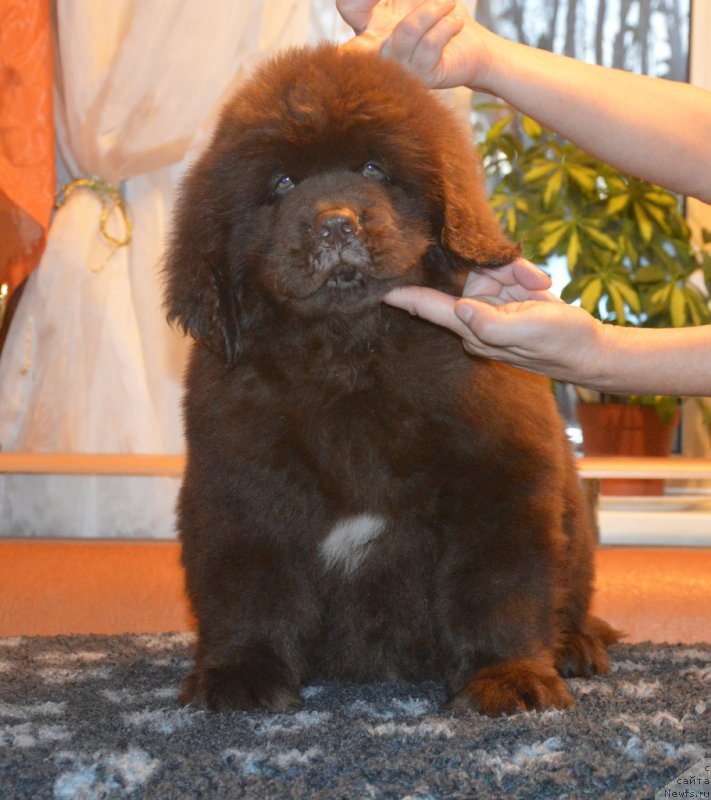 Фото: ньюфаундленд C'Нежная Вьюга Глоуинг Харт (S'Nezhnaya Vjuga Glowing Hart)