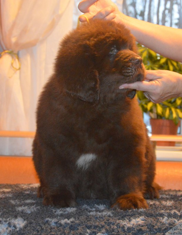 Фото: ньюфаундленд C'Нежная Вьюга Глоуинг Харт (S'Nezhnaya Vjuga Glowing Hart)