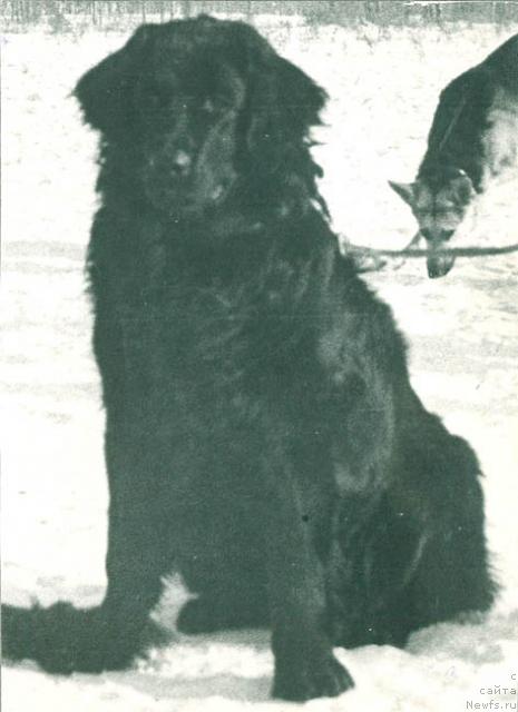 Фото: ньюфаундленд Рина Ил