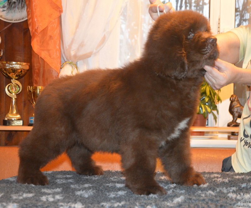 Фото: ньюфаундленд С'Нежная Вьюга Гранд Стайл (S'Nezhnaya Vjuga Grand Style)