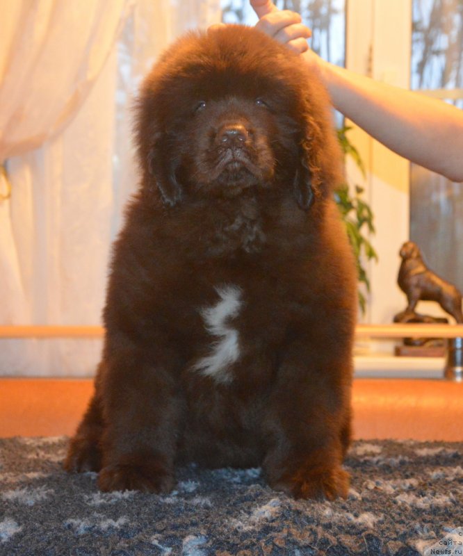 Фото: ньюфаундленд С'Нежная Вьюга Гранд Стайл (S'Nezhnaya Vjuga Grand Style)