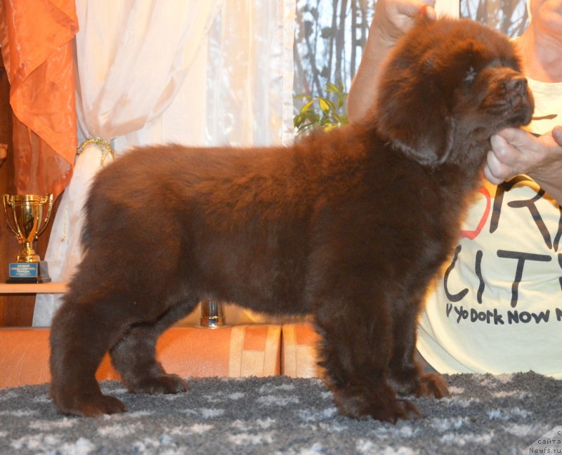 Фото: ньюфаундленд С'Нежная Вьюга Голден Пуриссима (S'Nezhnaya Vjuga Golden Purissima)