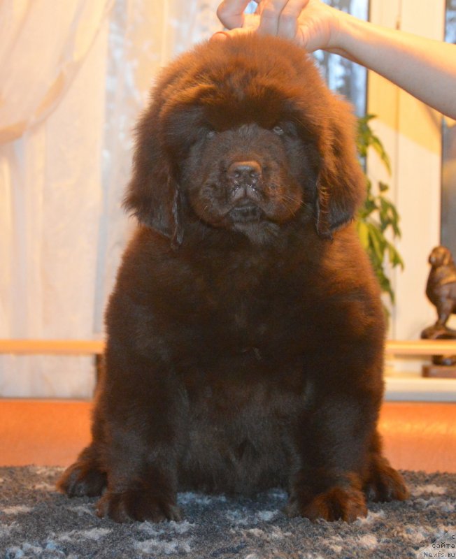 Фото: ньюфаундленд С'Нежная Вьюга Голден Пуриссима (S'Nezhnaya Vjuga Golden Purissima)